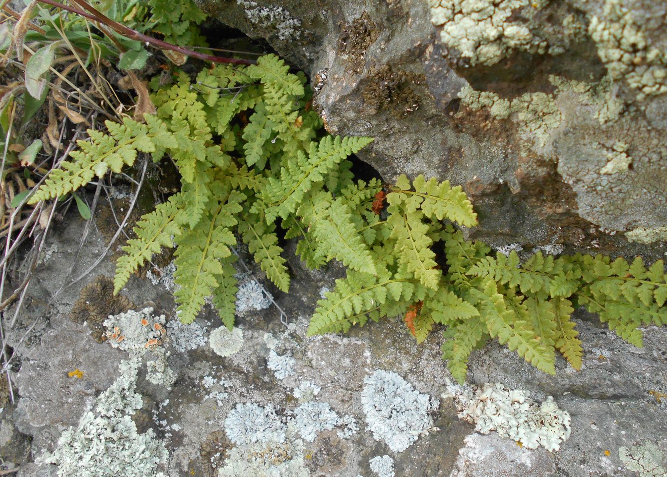 Image of Woodsia ilvensis specimen.