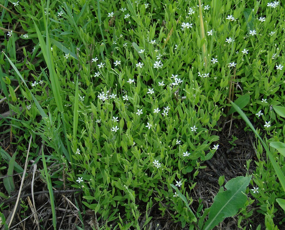 Изображение особи Moehringia lateriflora.