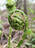 Dryopteris carthusiana