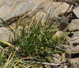 Ephedra dahurica