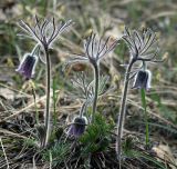 Pulsatilla pratensis