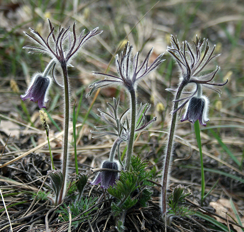 Image of Pulsatilla pratensis specimen.