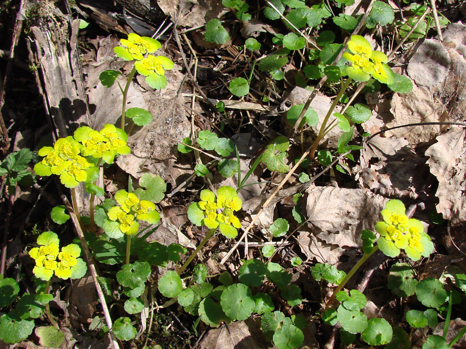 Изображение особи Chrysosplenium alternifolium.