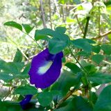 Clitoria ternatea