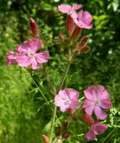 Melandrium dioicum. Верхушка цветущего растения. Подмосковье, окр. г. Одинцово, берег проточного пруда. Июнь 2015 г.