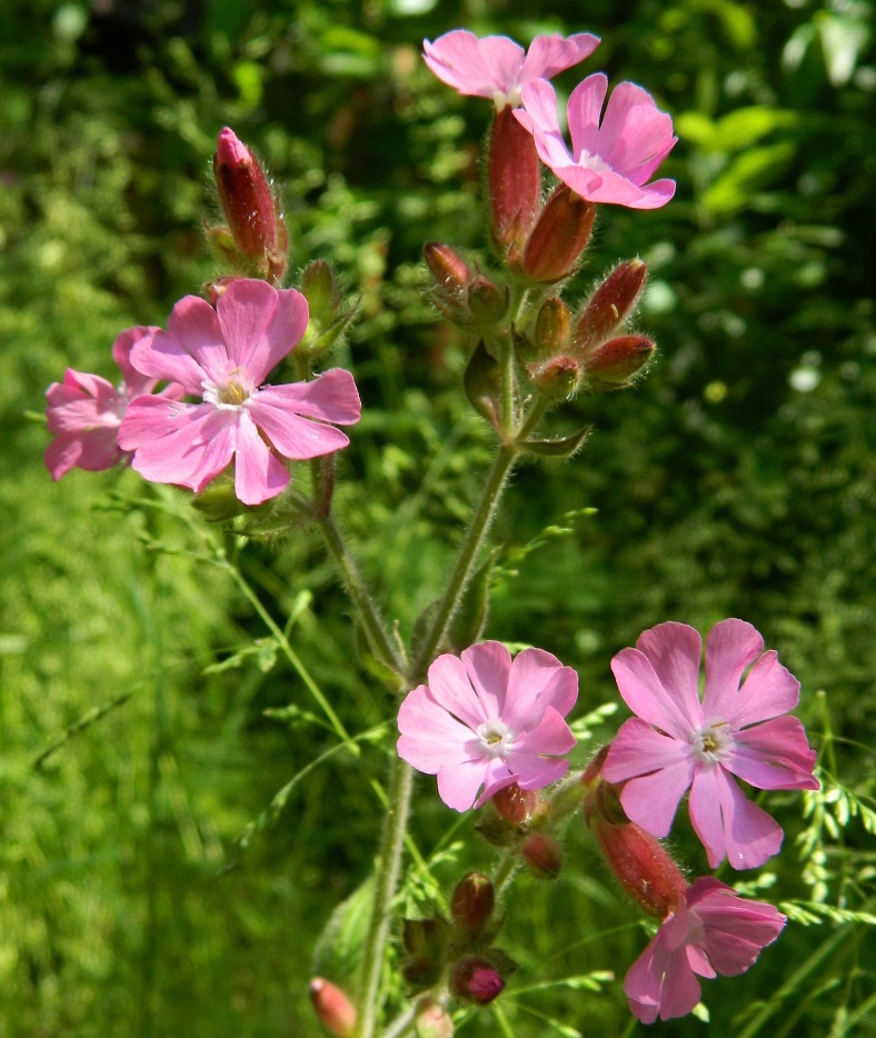 Изображение особи Melandrium dioicum.