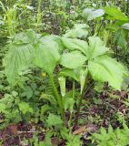 Arisaema komarovii
