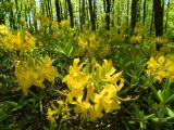 Rhododendron luteum