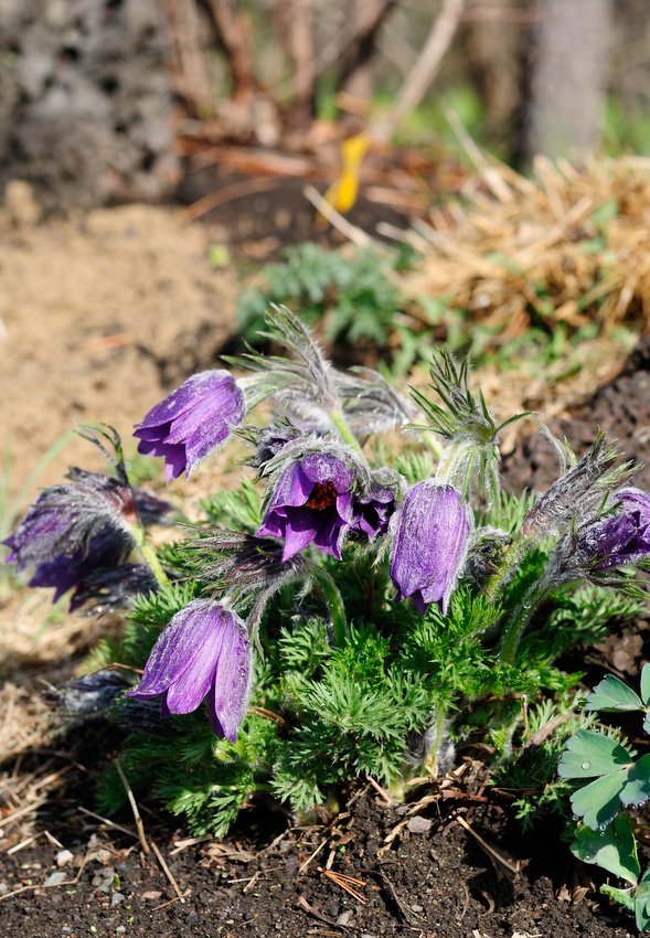 Изображение особи род Pulsatilla.