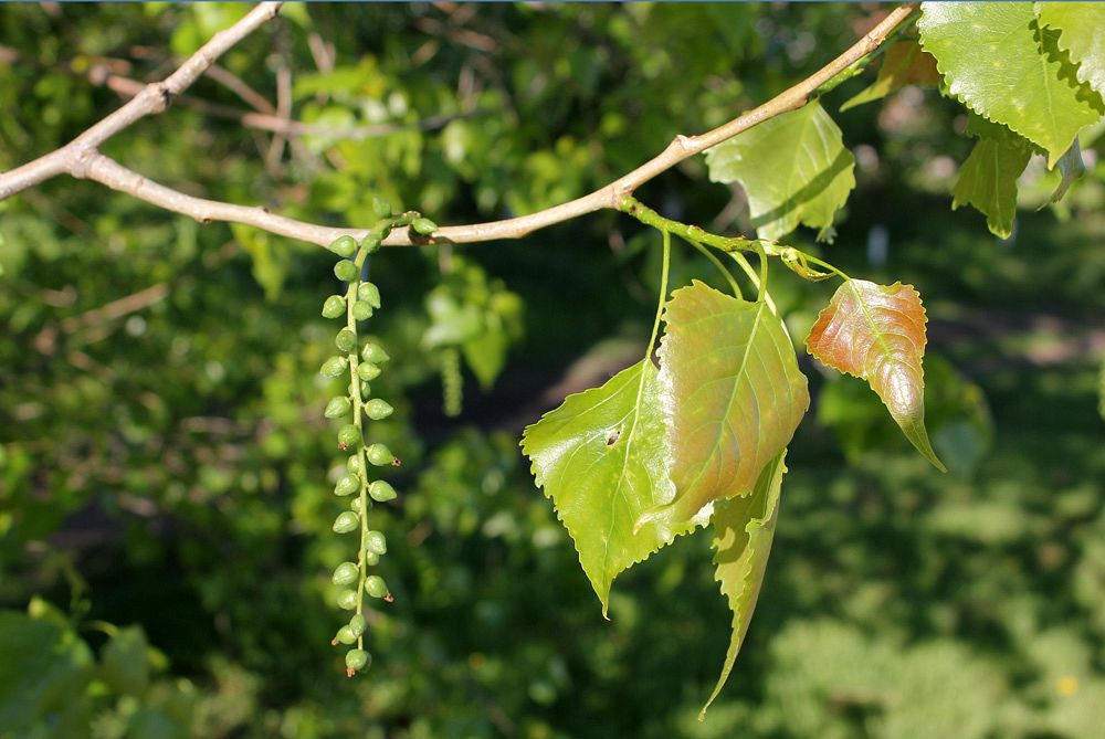 Image of genus Populus specimen.