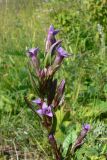 Gentianella amarella. Верхушка цветущего растения. Свердловская обл., окр. г. Североуральск, разнотравная поляна с кустарниками. 15.07.2009.