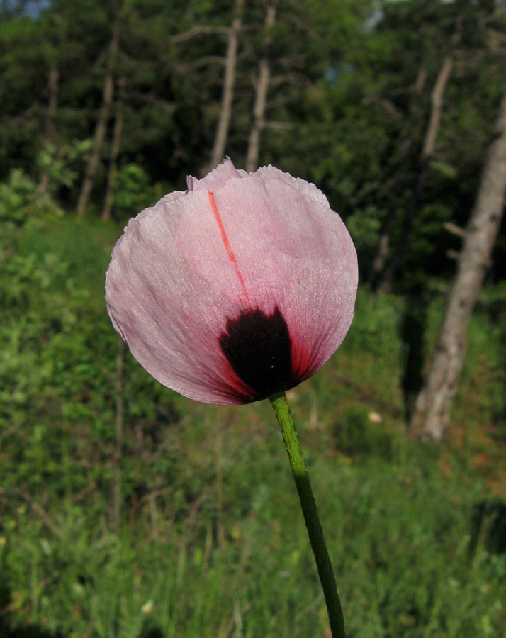 Image of Papaver stevenianum specimen.