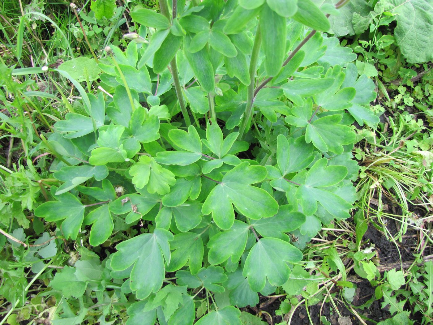 Изображение особи Aquilegia vulgaris.