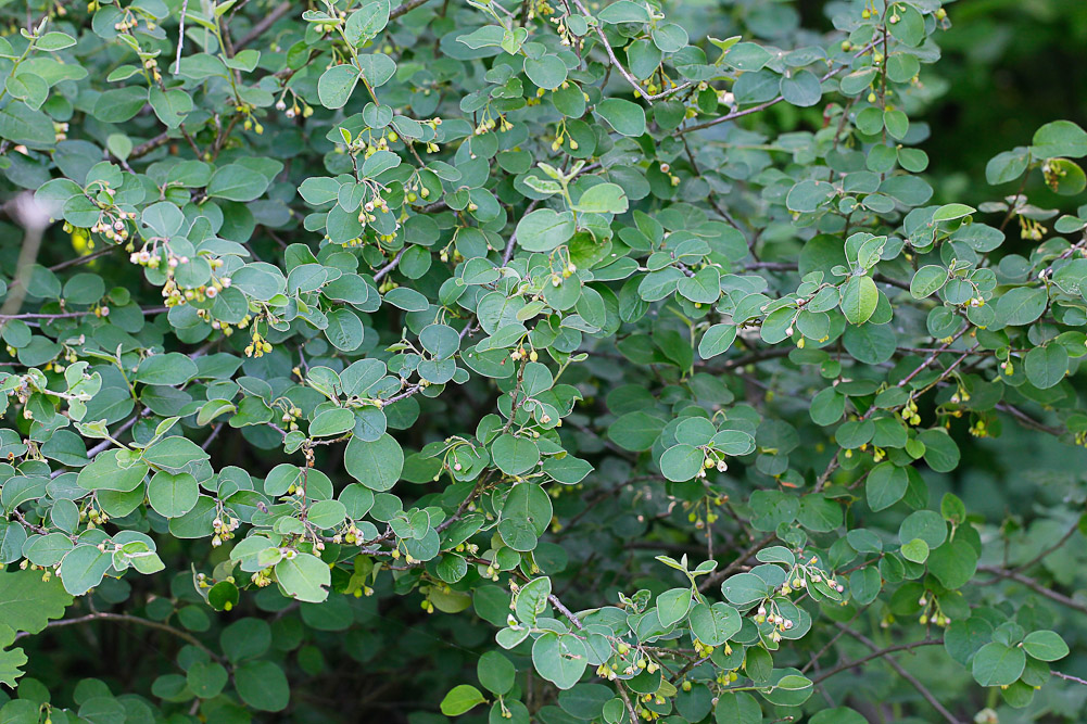 Изображение особи Cotoneaster melanocarpus.