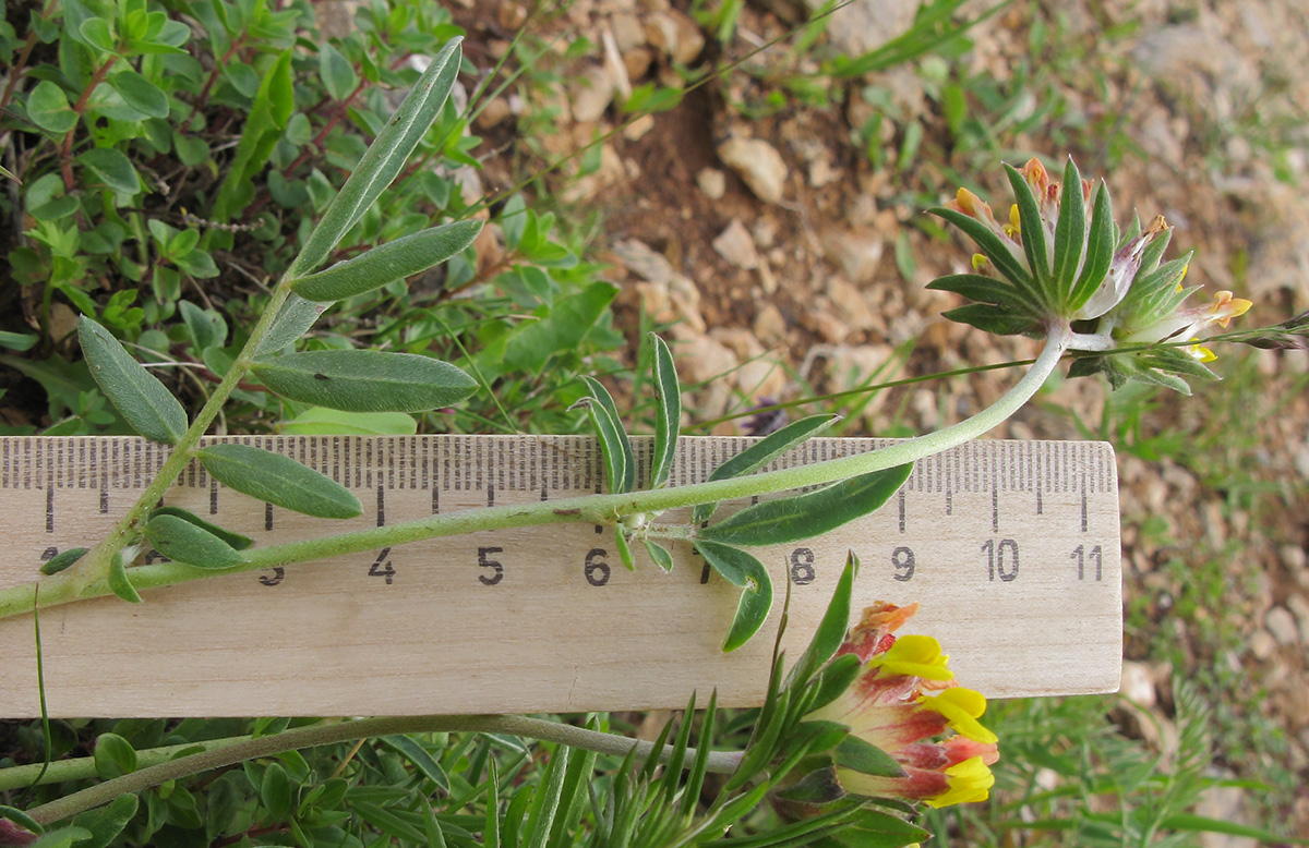 Image of Anthyllis variegata specimen.