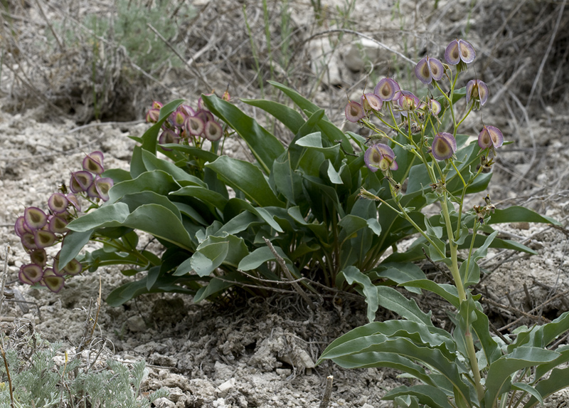Изображение особи Rindera tetraspis.