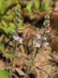 Veronica officinalis