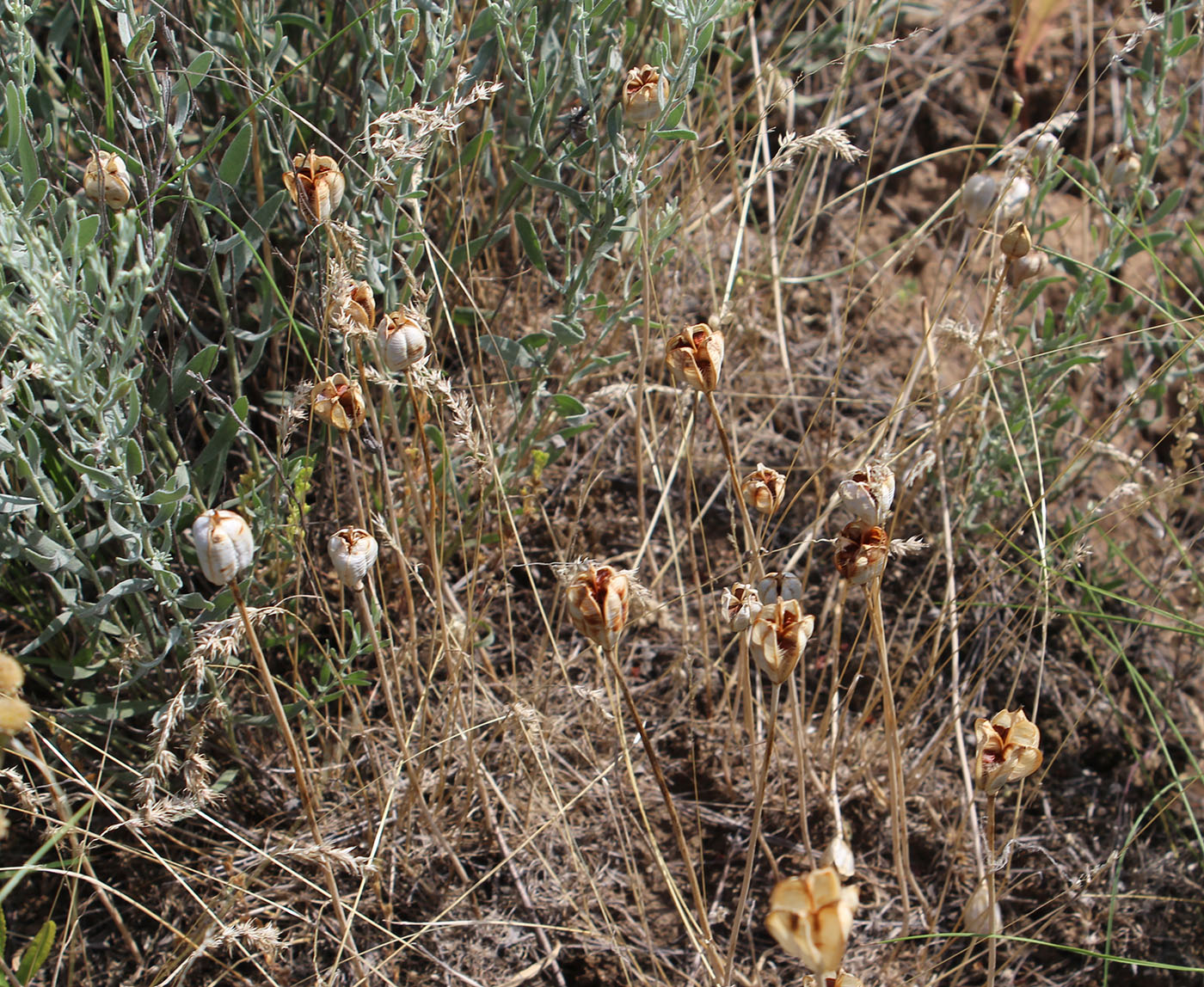 Image of Tulipa biebersteiniana specimen.