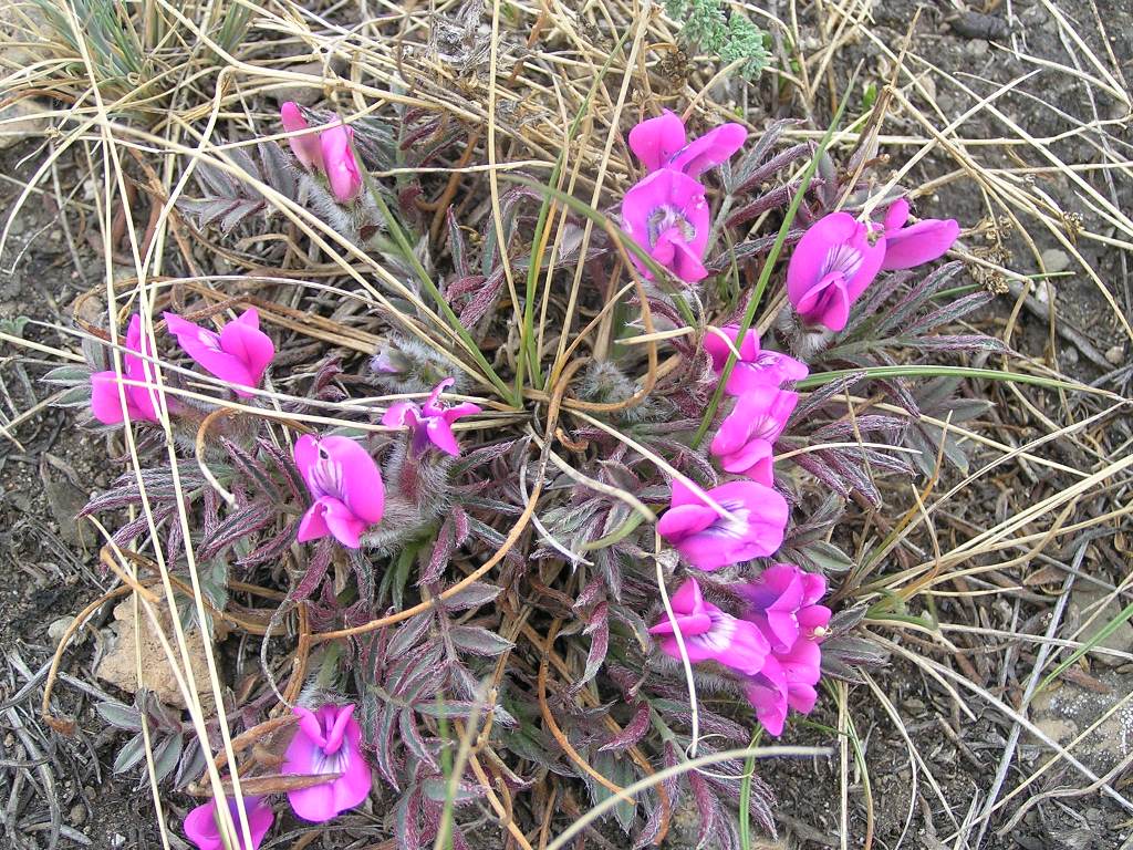 Image of Oxytropis intermedia var. tenuifolia specimen.