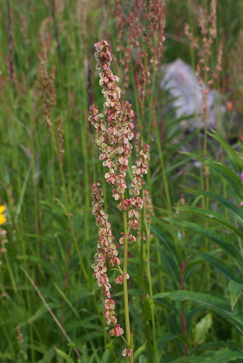 Image of Rumex acetosa specimen.