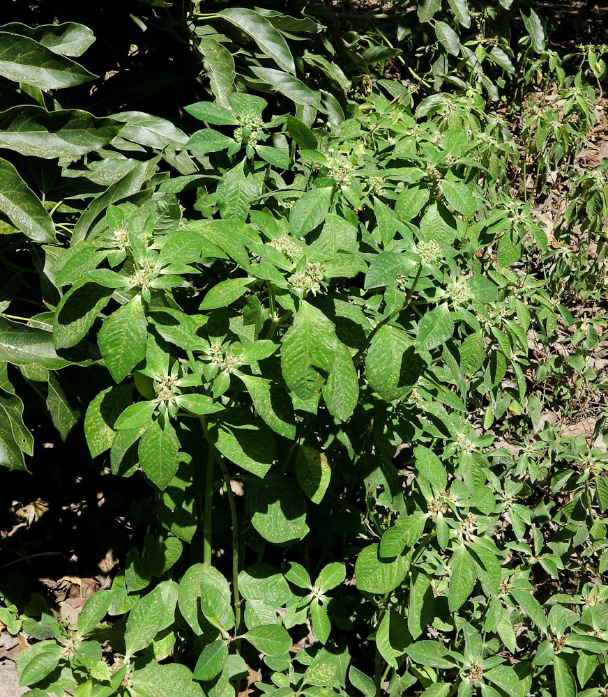 Изображение особи Euphorbia heterophylla.