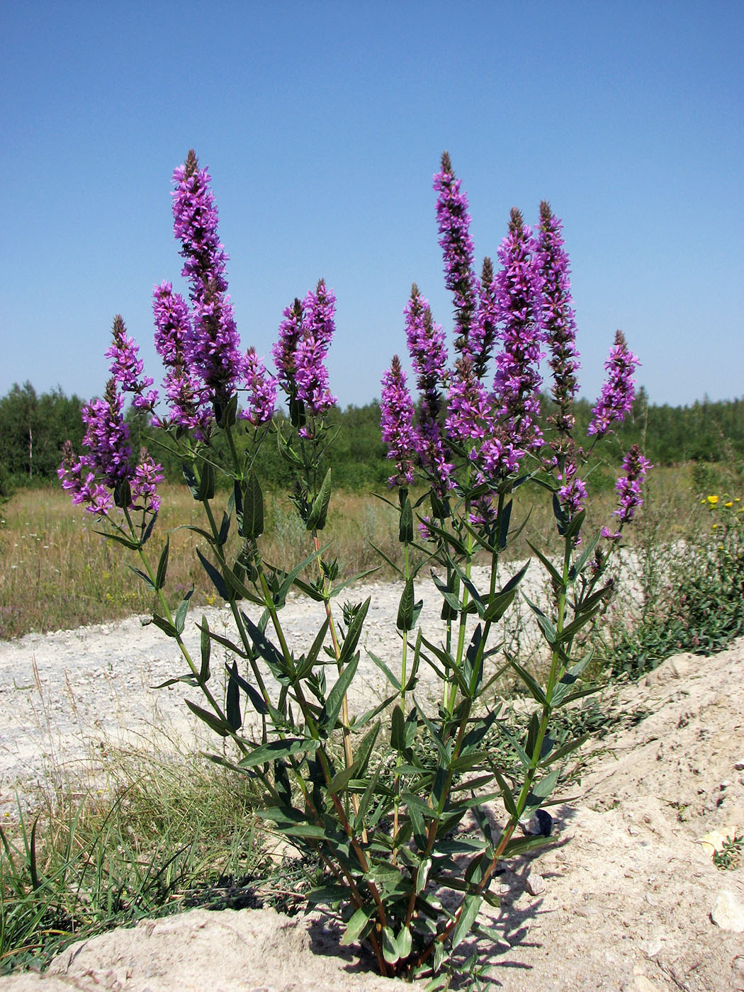 Image of Lythrum salicaria specimen.