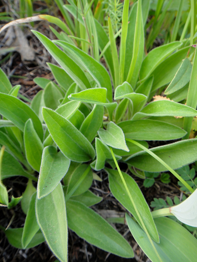 Image of Aster serpentimontanus specimen.