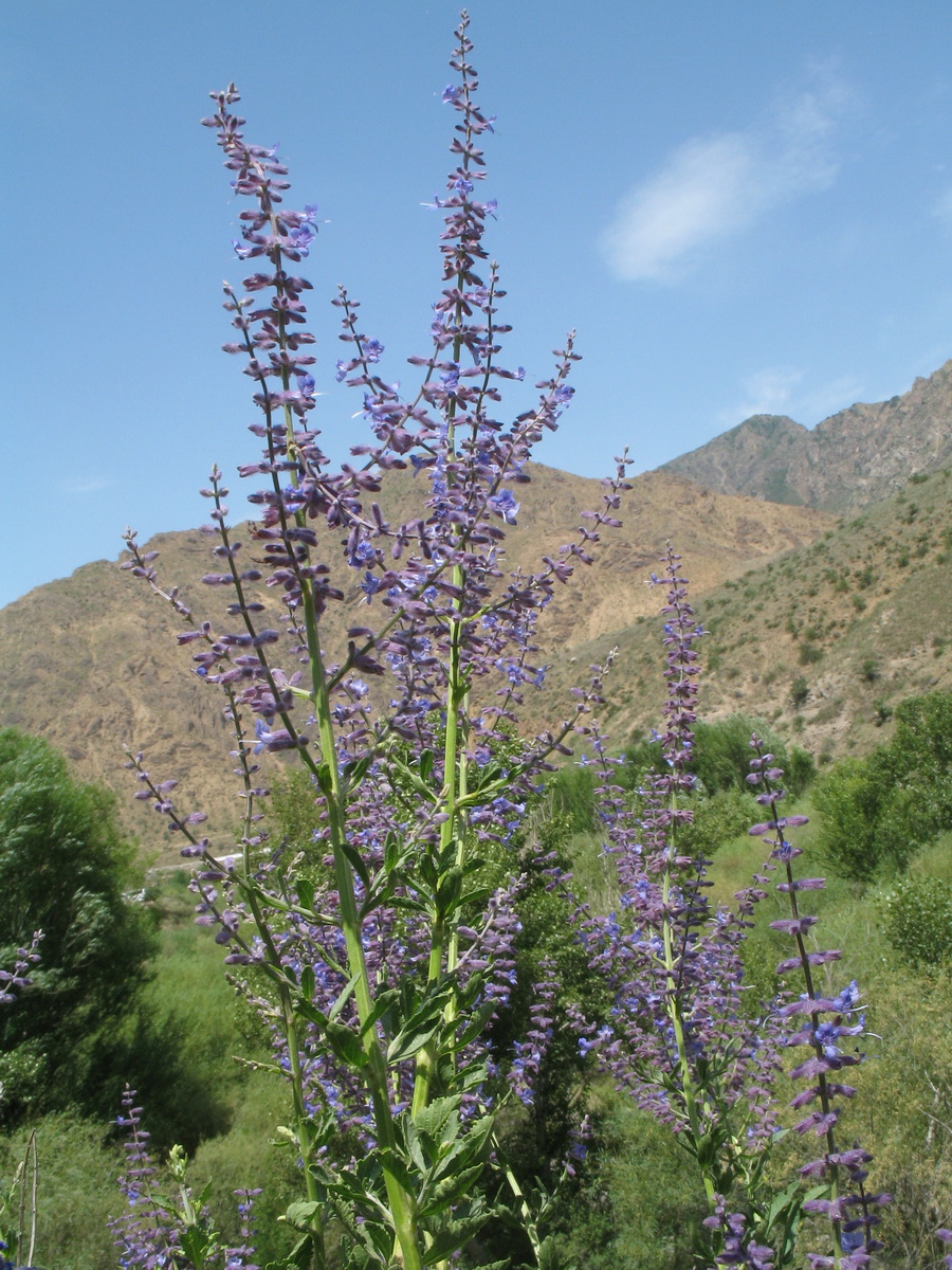 Image of Perovskia angustifolia specimen.