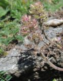 Thymus elisabethae. Соплодия. Кабардино-Балкария, Эльбрусский р-н, окр. с. Эльбрус, ок. 1850 м н.у.м., каменистое место. 13.07.2016.