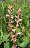 Orobanche alba. Верхушки цветущих растений. Пензенская обл., Нижнеломовский р-н, окр. с. Усть-Каремша, остепнённый луг на открытом склоне. 4 июля 2015 г.