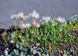 Dryas octopetala. Плодоносящие растения (на переднем плане листья Salix). Исландия, национальный парк Ватнайокюдль (северная часть), долина р. Йокюльсау-ау-Фьёдлюм, скалистый берег реки. 05.08.2016.