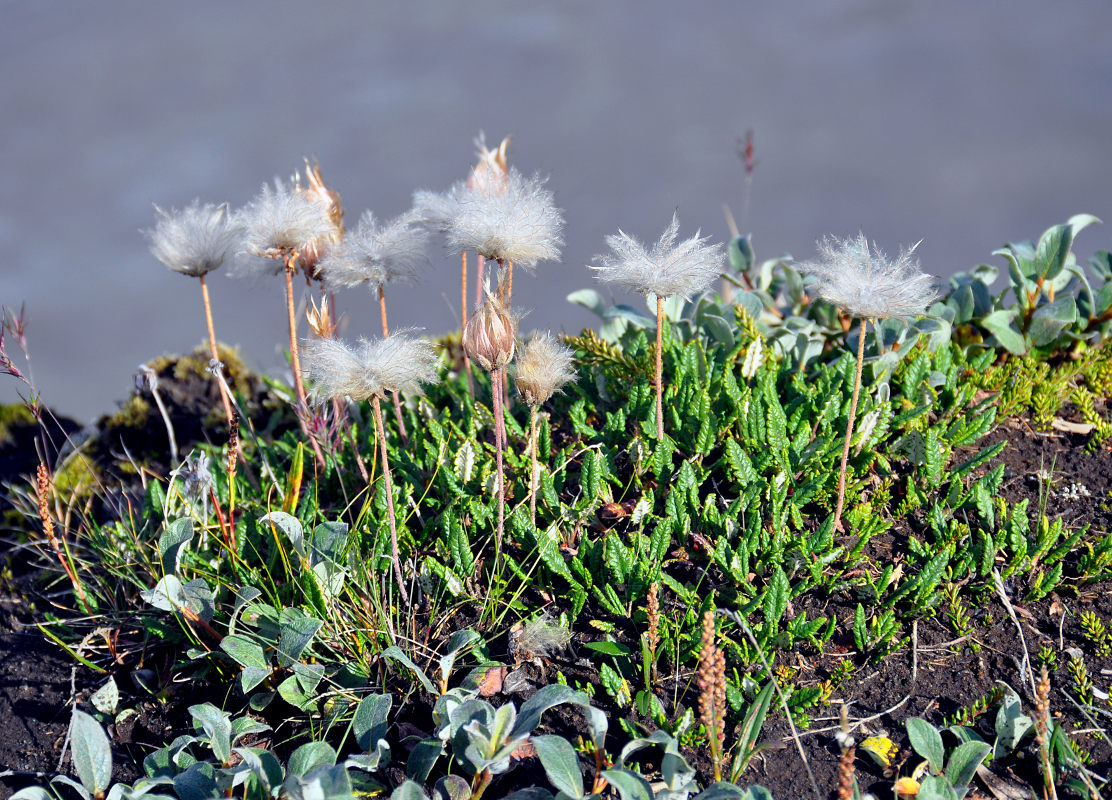 Image of Dryas octopetala specimen.