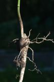 Platycodon grandiflorus. Извлечённое из земли корневище с основанием побега и почкой возобновления. Казахстан, Восточно-Казахстанская обл., Глубоковский р-н, в культуре. 24.08.2016.