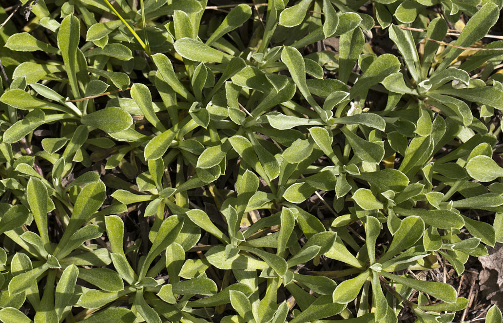 Image of Antennaria dioica specimen.