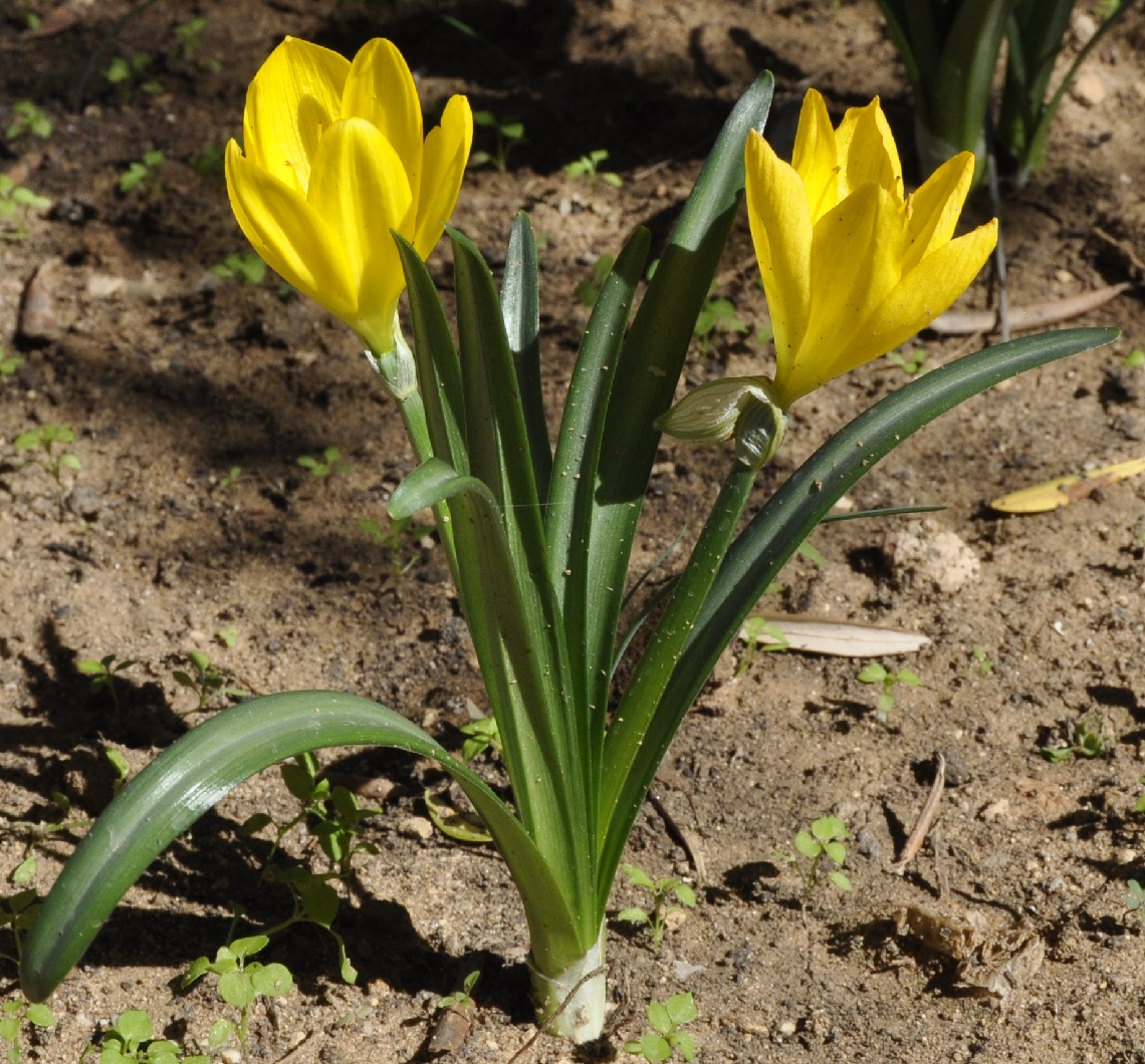 Image of Sternbergia lutea specimen.