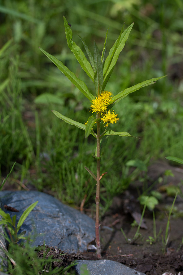 Изображение особи Naumburgia thyrsiflora.