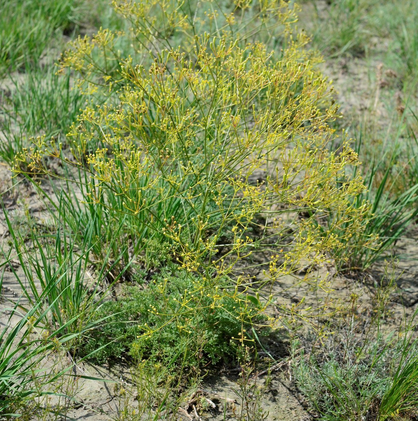 Image of Prangos odontalgica specimen.