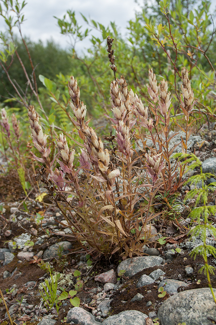 Изображение особи Castilleja lapponica.