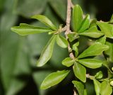 Turraea obtusifolia