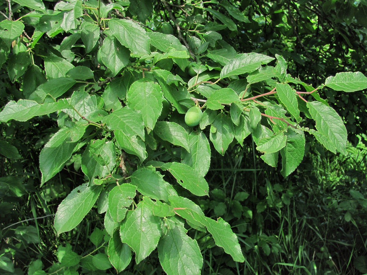 Image of Prunus domestica specimen.