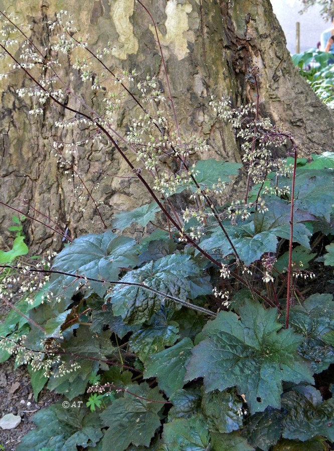 Image of Heuchera micrantha specimen.