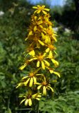 Ligularia fischeri