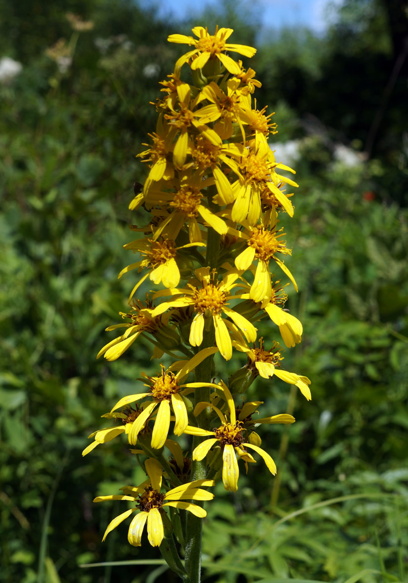 Изображение особи Ligularia fischeri.