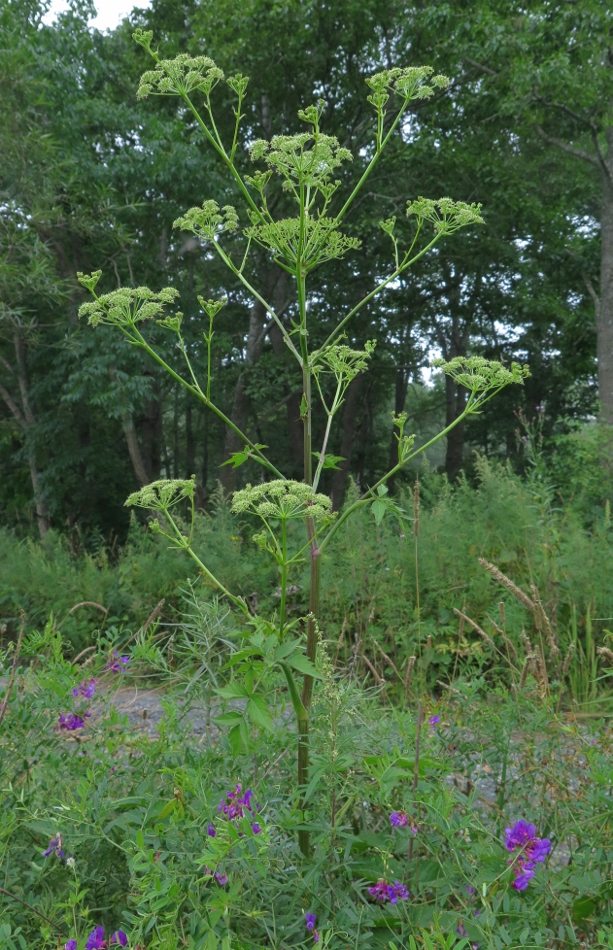 Изображение особи Ostericum viridiflorum.