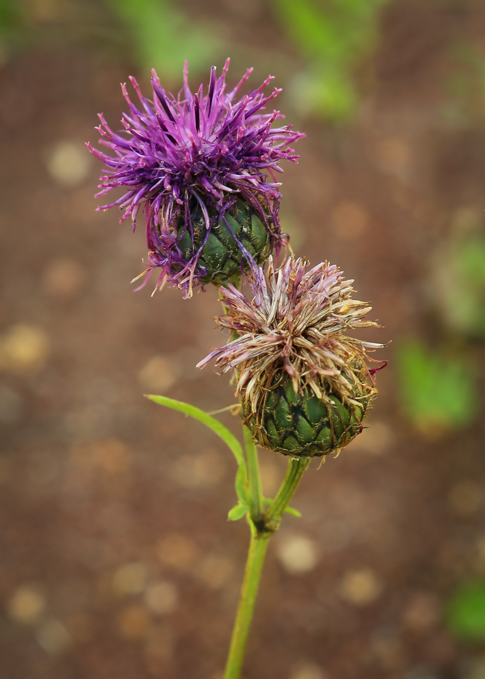 Изображение особи Centaurea scabiosa.