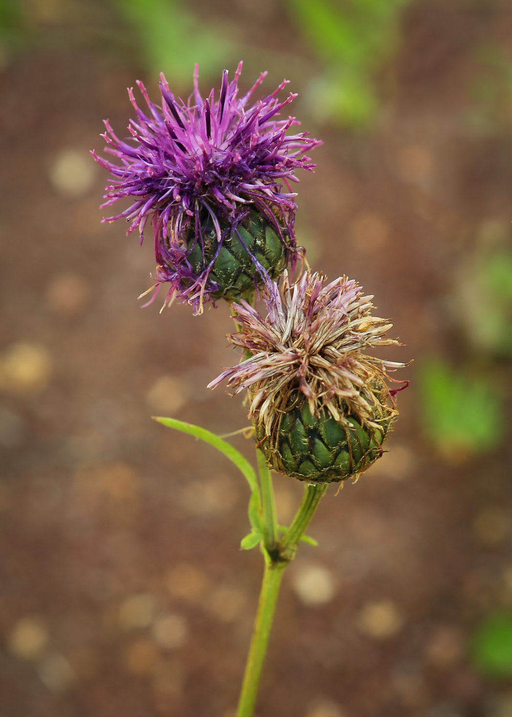 Image of Centaurea scabiosa specimen.