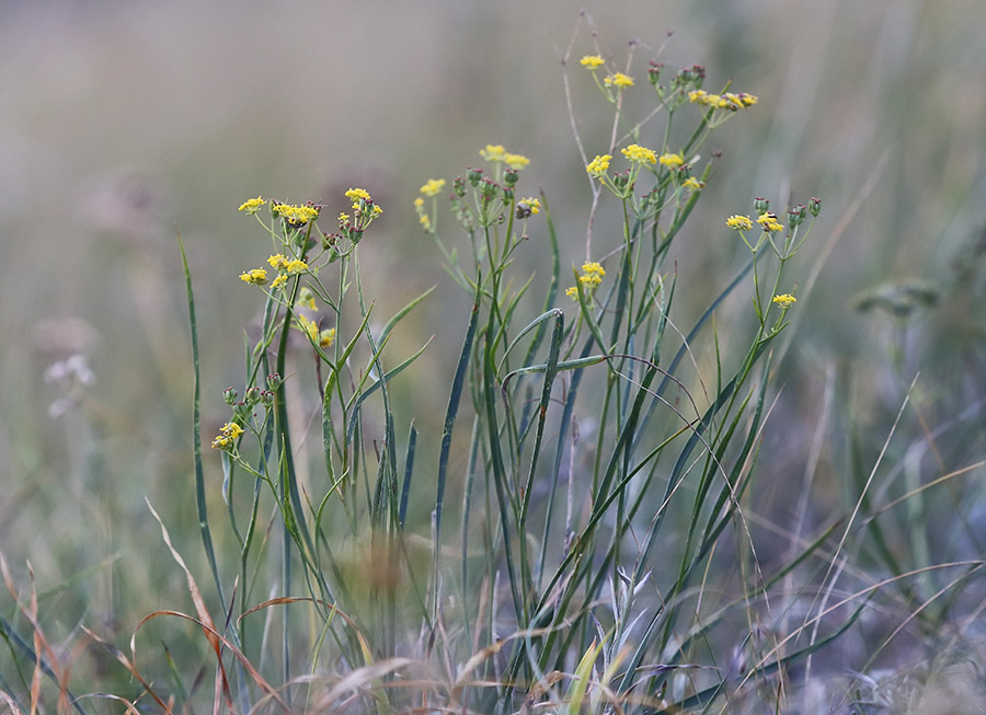 Image of Bupleurum bicaule specimen.