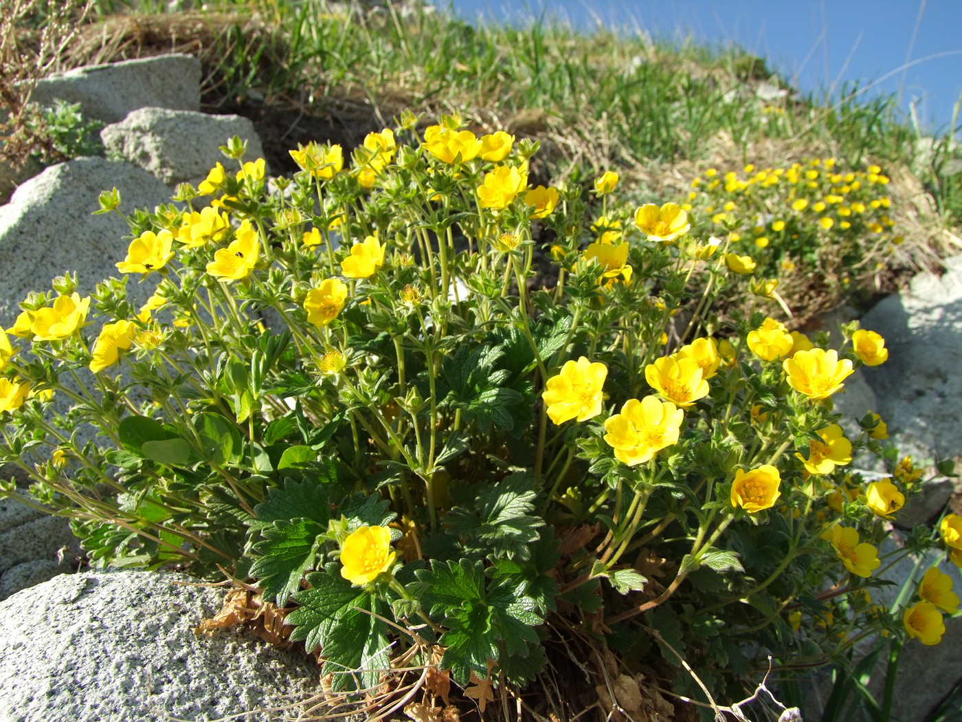 Изображение особи Potentilla fragiformis.