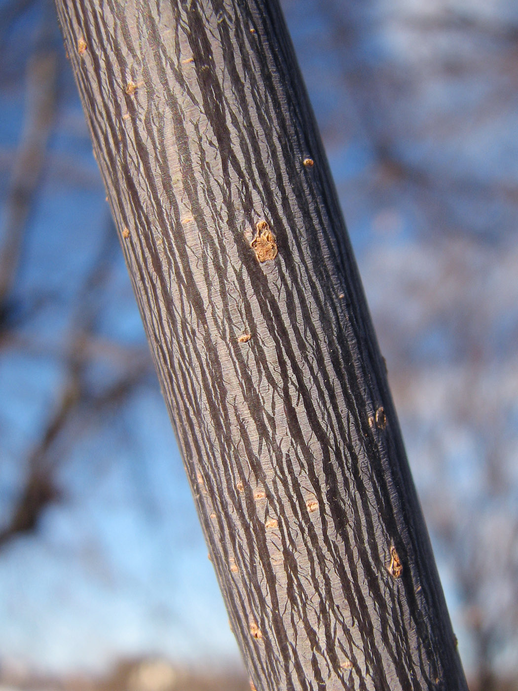 Image of Acer negundo specimen.