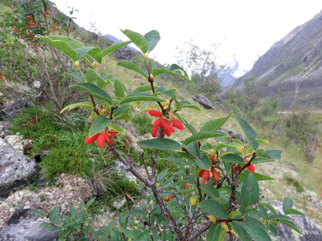 Image of Lonicera hispida specimen.